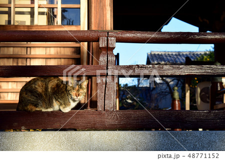 神社境内のネコ 神社境内のネコ 48771152