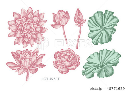 Vector collection of hand drawn pastel lotus Vector collection of hand drawn pastel lotus 48771629