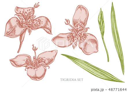 Vector collection of hand drawn pastel tigridia Vector collection of hand drawn pastel tigridia 48771644