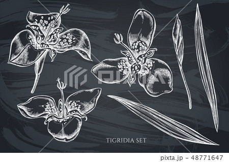 Vector collection of hand drawn chalk tigridia Vector collection of hand drawn chalk tigridia 48771647