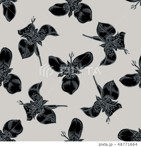 Seamless pattern with hand drawn stylized tigridia Seamless pattern with hand drawn stylized tigridia 48771664