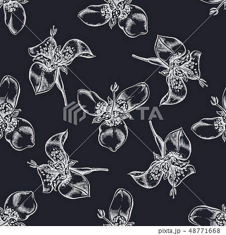 Seamless pattern with hand drawn chalk tigridia Seamless pattern with hand drawn chalk tigridia 48771668
