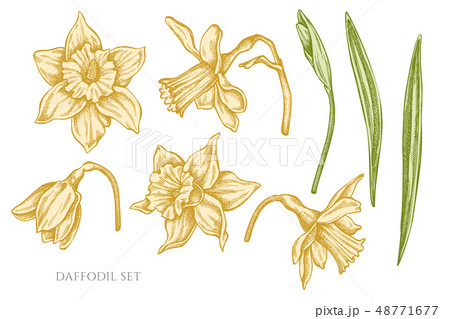 Vector collection of hand drawn pastel daffodil Vector collection of hand drawn pastel daffodil 48771677
