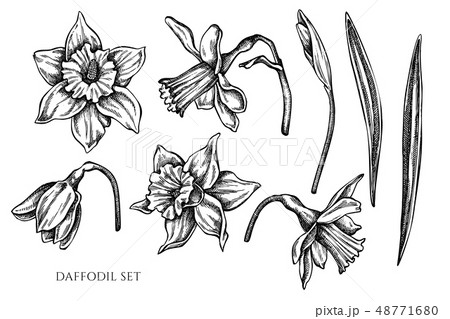 Vector collection of hand drawn black and white daffodil Vector collection of hand drawn black and white daffodil 48771680