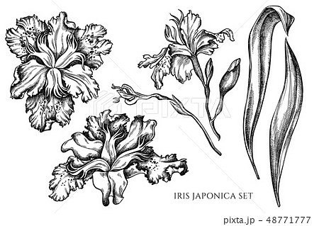 Vector collection of hand drawn black and white iris japonica Vector collection of hand drawn black and white iris japonica 48771777