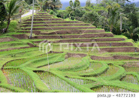 Jatiluwih rice terrace in Ubud, Bali 48772193