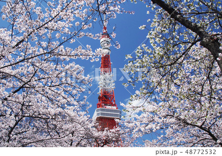 東京タワーと桜 48772532