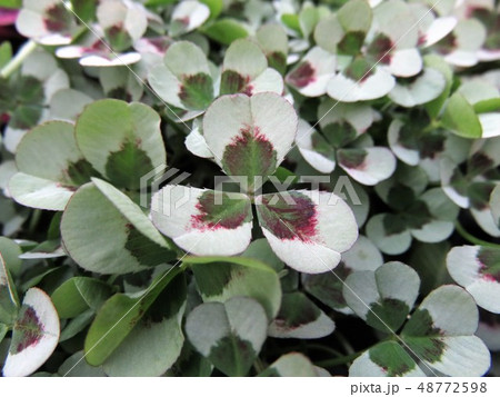 プリンセス クローバー レオノア プリンセス クローバー レオノア 48772598