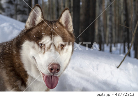 Siberian husky dog portrait on snow. Siberian husky dog portrait on snow. 48772812
