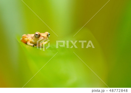 Small-headed Tree frog sitting on the green leave 48772848