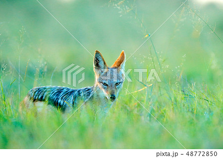 Black-Backed Jackal, posrtrait in the grass 48772850