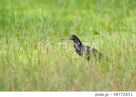 Black heron, Egretta ardesiaca, in water grass 48772851