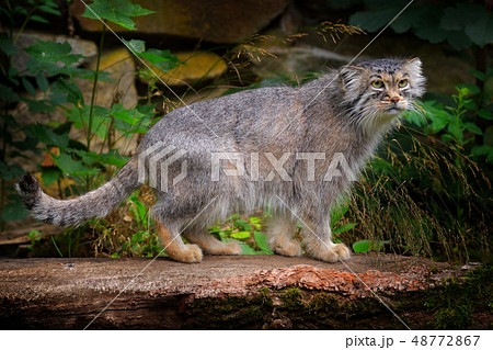Manul or Pallas's cat, Otocolobus manul 48772867