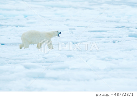 Polar bear on drift ice edge with snow and water Polar bear on drift ice edge with snow and water 48772871