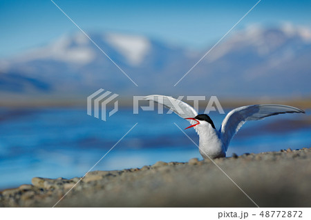 White bird with black cap, Arctic Tern White bird with black cap, Arctic Tern 48772872