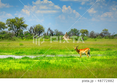 Kobus vardonii, Puku, animal walking in the water 48772882