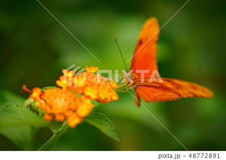 Dryas iulia, Spelled julia heliconian, in nature 48772891