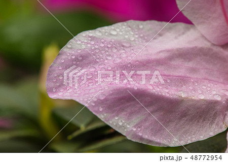 ツツジの花びらに水滴 露水マクロ ボケ背景 の写真素材