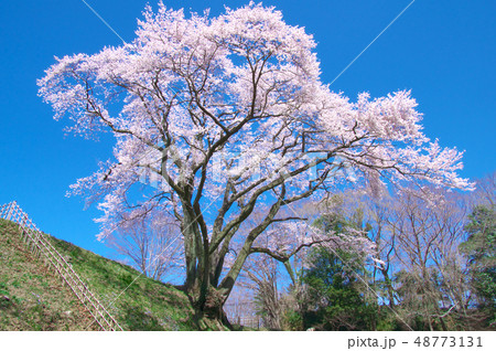一本桜 - 鉢形城の桜　エドヒガン 48773131