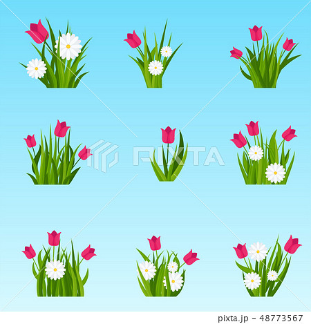 Camomiles and tulip in green grass tufts Camomiles and tulip in green grass tufts 48773567