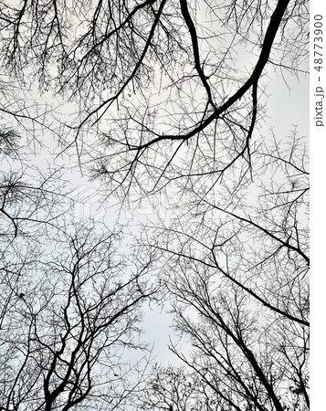 冬の木 48773900
