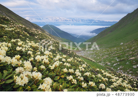 Meadow flowers in the mountains Meadow flowers in the mountains 48773930