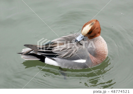 ヒドリガモ　冬鳥　夜行性のカモ　野鳥　渡り鳥 48774521