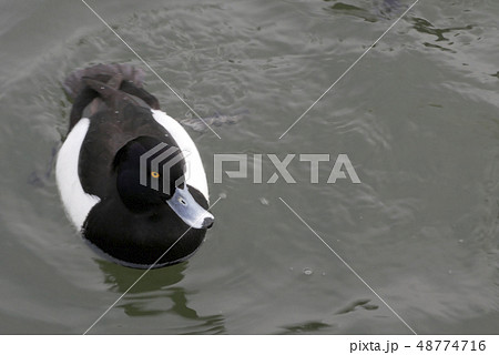 静物写真 野鳥 鳥写真 キンクロハジロ オス 寝ぐせ ひょうきんな水鳥 ネグセの水鳥 48774716