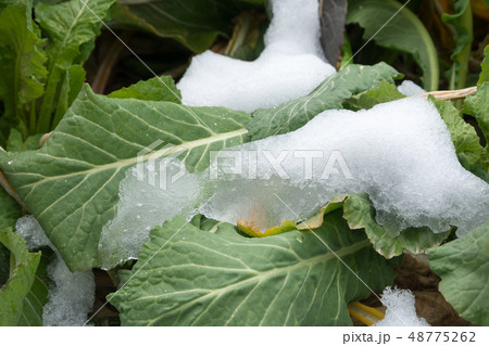 野菜に積もった水っぽい春の雪 48775262