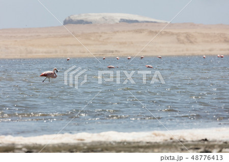 Flamingos  in Paracas, Peru. 48776413
