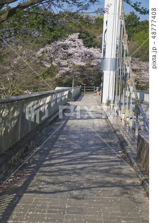多摩湖橋と桜 多摩湖橋と桜 48777408