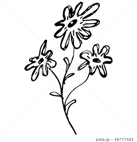 Engraved Vector Hand Drawn Illustrations Of 48777483