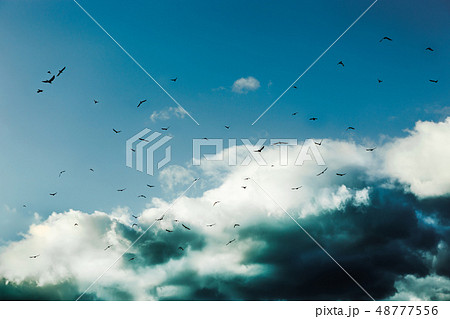Ravens on the air on clouds ground 48777556