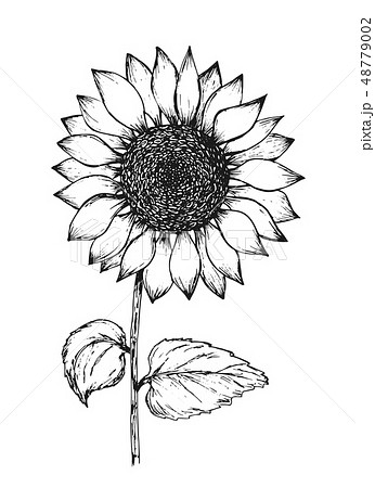 Vintage Black Outline Ink Pen Sketch Of Sunflowerのイラスト素材