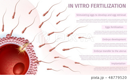 Sperm Cells Penetration into Female Egg Banner 48779520