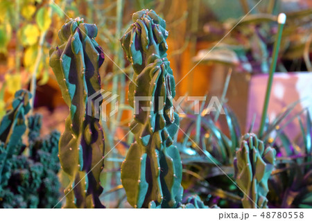 Rare exotic cactus Rare exotic cactus 48780558