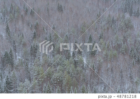 background, landscape - snowy winter forest background, landscape - snowy winter forest 48781218