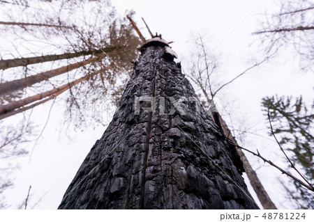 tree burned by lightning tree burned by lightning 48781224