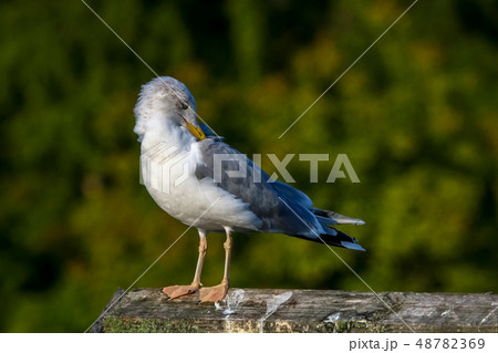 Seagull standing against natural green background. 48782369