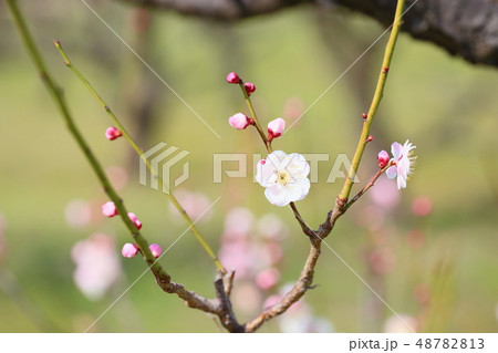 淡桃色の梅の花 48782813