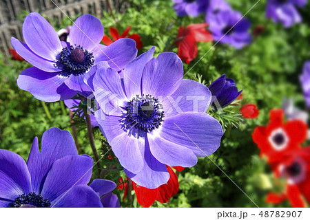 アネモネの花 アネモネの花 48782907
