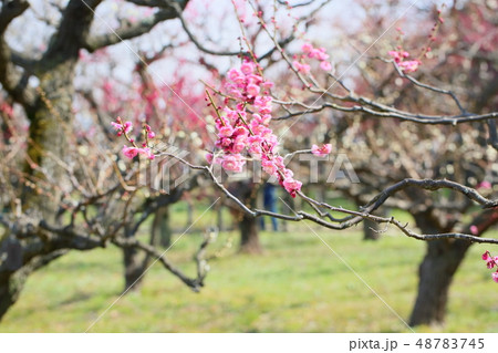 ピンクの梅の花　八重唐梅 48783745