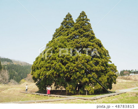 小杉の大杉 48783815