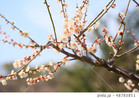 白梅の花 小梅の写真素材