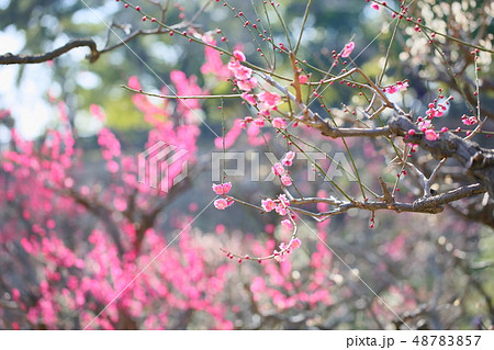 ピンクの梅の花　八重唐梅 48783857