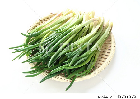 あさつき 48783875