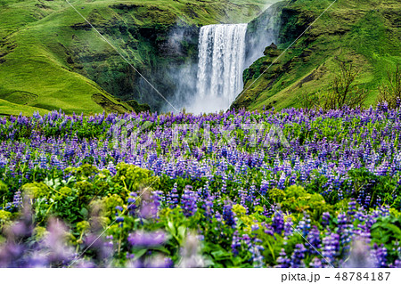 Skogafoss Waterfall in Iceland in Summer. 48784187
