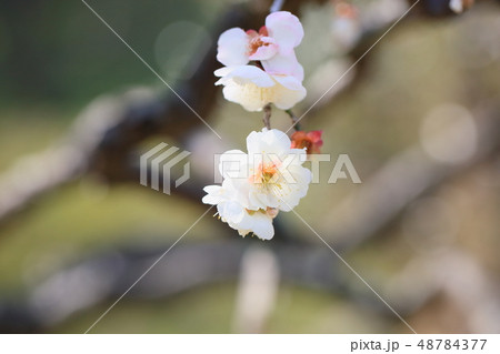 白梅の花　白滝枝垂れ 48784377