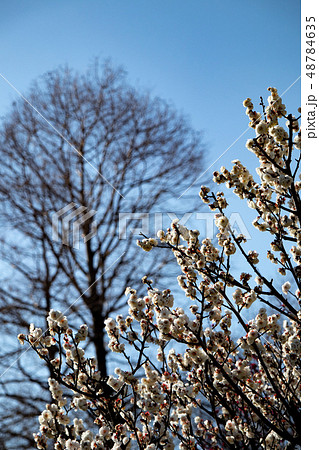 須磨離宮公園の白梅 48784635
