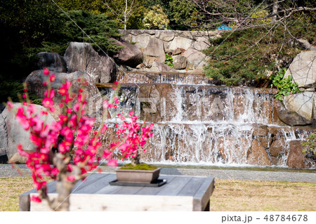 須磨離宮公園の紅梅 48784678